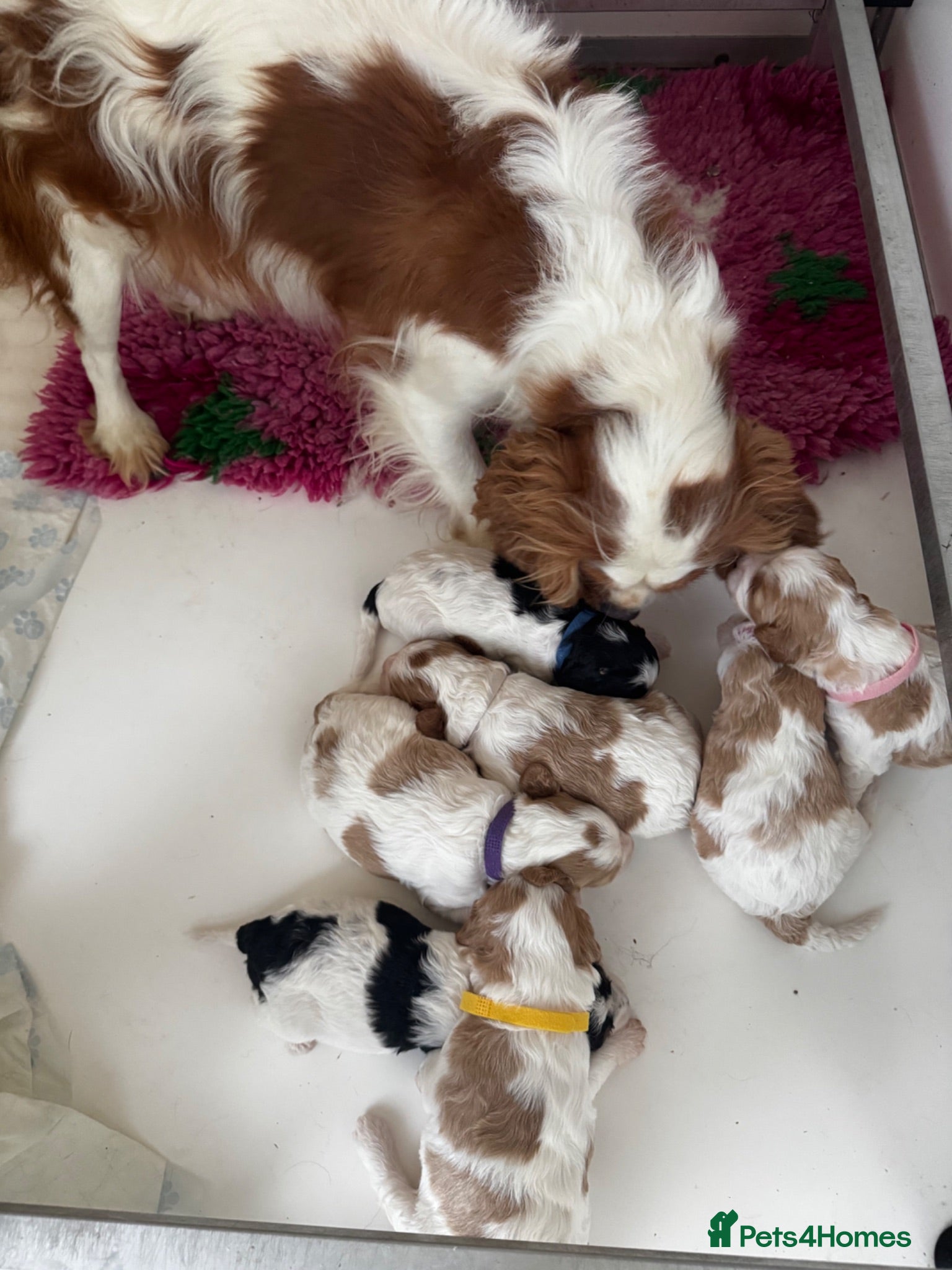 Cavapoo dogs Cavapoo’s extensive health tested rare colours  - Advert 1