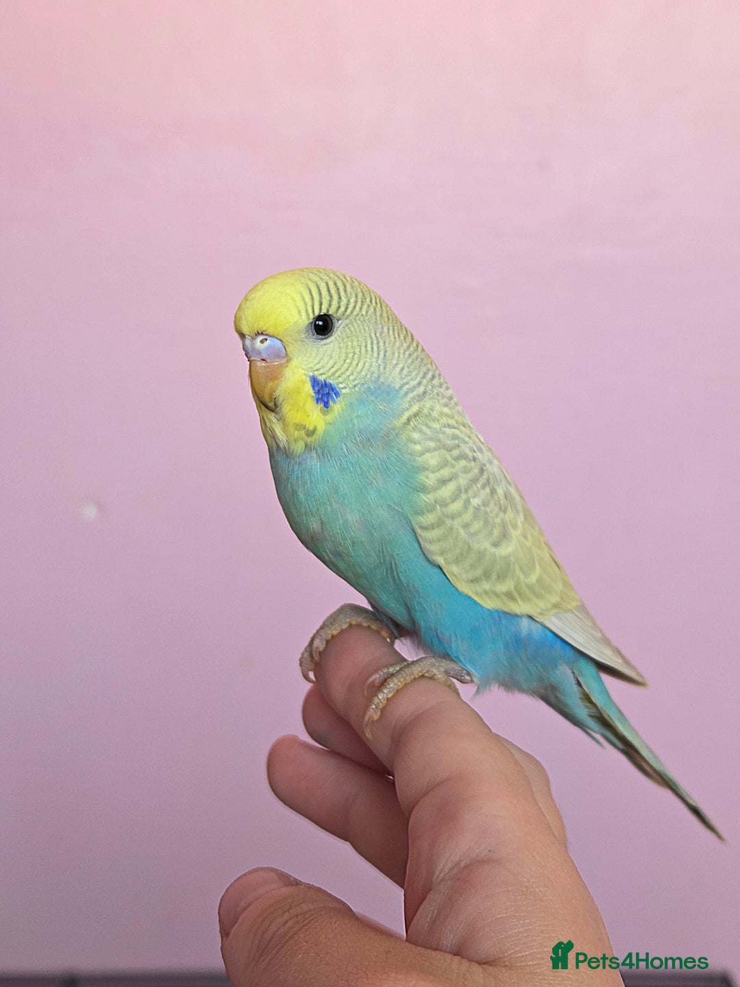 Budgerigars birds for sale: Hand reared female budgie - Image 1