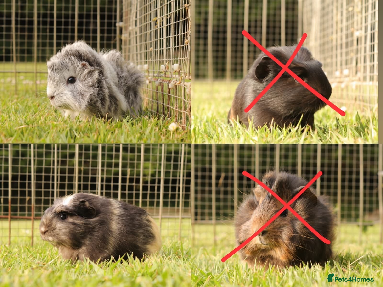 Guinea Pig rodents Baby Guinea Pigs for sale - Advert 1