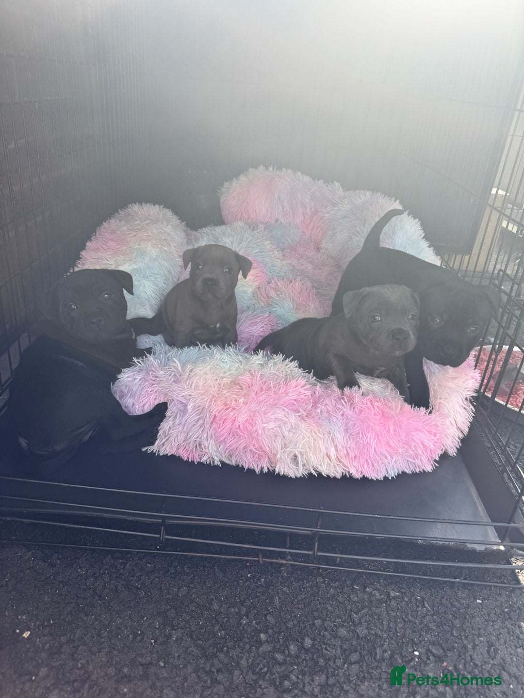 Staffordshire Bull Terrier dogs for sale: Quality Black to blue Staffordshire bull terrier - Image 6