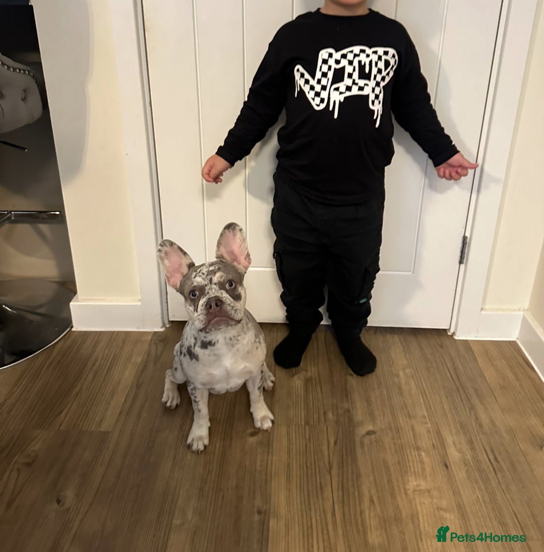French Bulldog dogs for sale: Merle French bulldog  - Advert 6