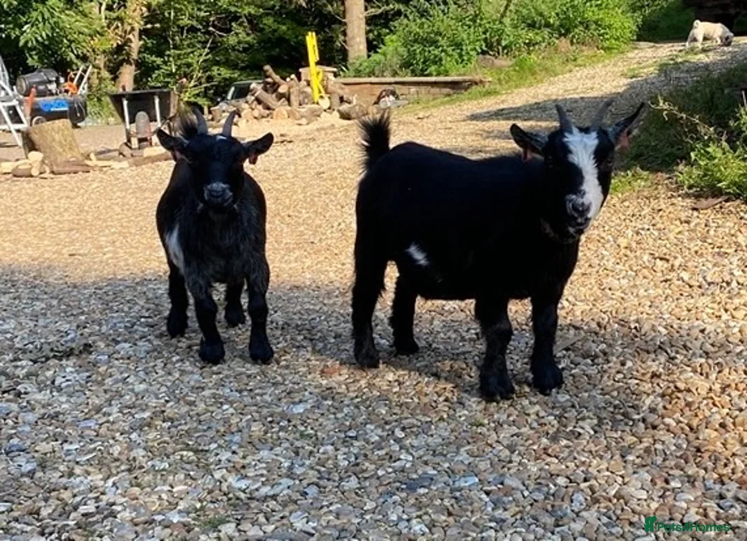 Goats livestock for sale: Registered Female Pygmy Goats  - Advert 3