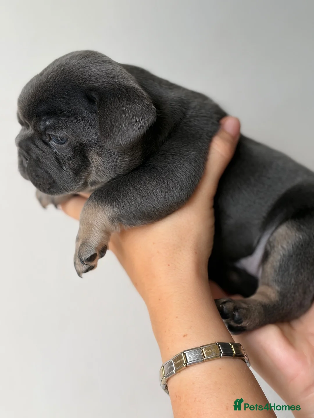 French Bulldog dogs for sale: Kelly - Advert 1