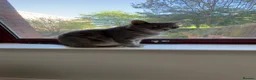 Mixed Breed cats for sale: Russian tabby Aura 4 years old  - Advert 2