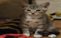 Mixed Breed cats for sale: Beautiful kittens available  - Image 1