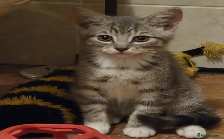Mixed Breed cats - Advert 3