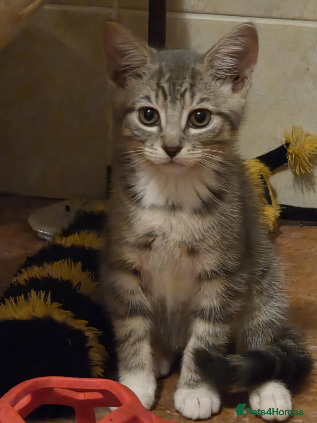Mixed Breed cats for sale: Beautiful kittens available  - Image 1