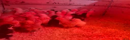 Chickens poultry for sale: Light Sussex. Buff Sussex . Orpington’s & silkies  - Advert 5