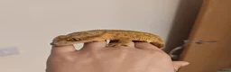 Gecko reptiles for sale: 4x Crested Geckos + Viv in Coalville - Advert 4