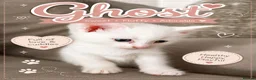 Maine Coon cats for sale: Beautiful Full Maine Coon Kittens - Advert 2