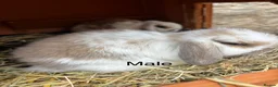 Mini Lop rabbits for sale: Beautiful mini lop rabbits for sale - Advert 2