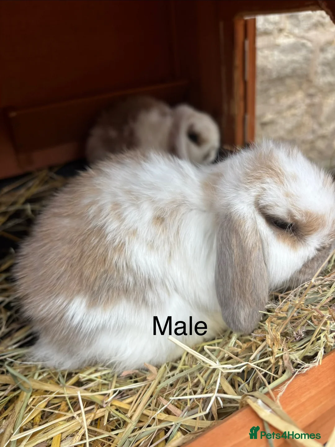 Mini Lop rabbits for sale: Beautiful mini lop rabbits for sale - Advert 2