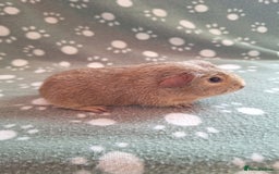 Guinea Pig rodents for sale: Chinchilla guinea pigs ready now - Image 3