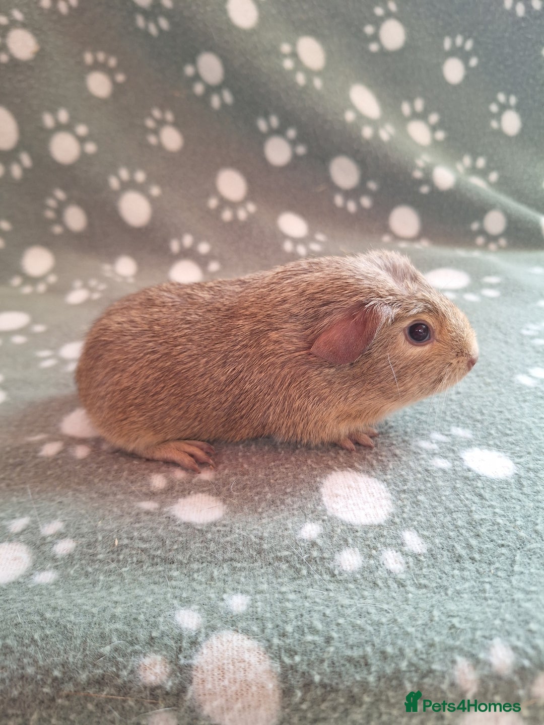 Guinea Pig rodents for sale: Chinchilla guinea pigs ready now - Image 3