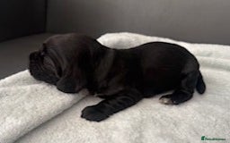 Cocker Spaniel dogs for sale: Show Type KC Cocker Spaniels, 5 star Breeder - Image 14