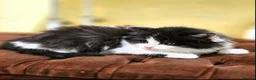 Mixed Breed cats for sale: Lovely kittens - Advert 4