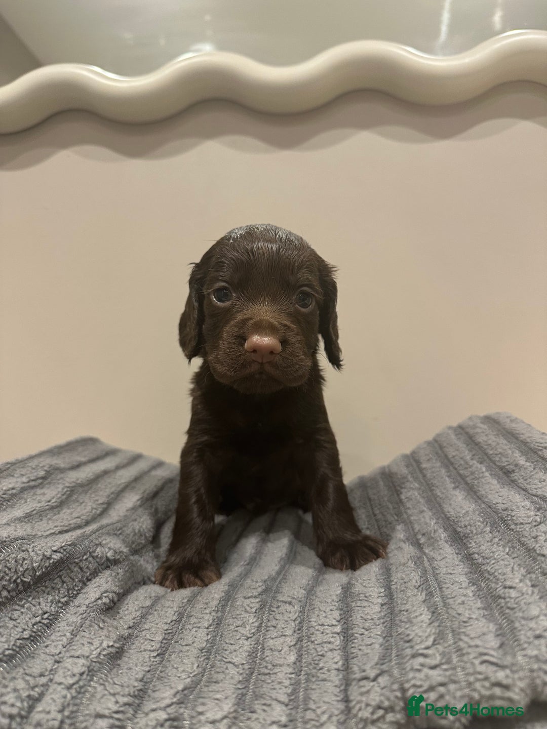 Cocker Spaniel dogs for sale: Working cocker spaniels  - Image 4