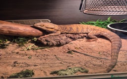 Bearded Dragon reptiles for sale: Bearded dragon  - Advert 1
