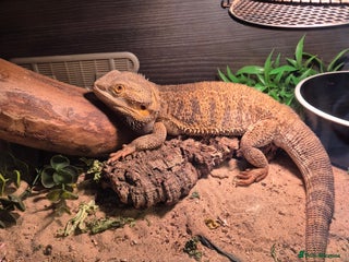 Bearded Dragon reptiles for sale: Bearded dragon - Advert 1