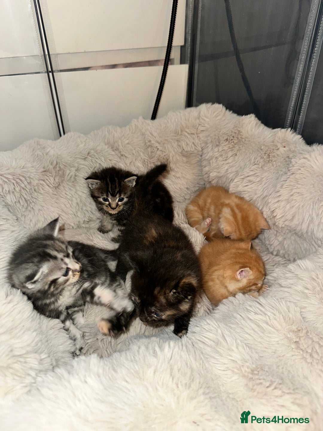 Maine Coon cats for sale: 5 MAINE COON X BABIES FOR SALE  - Advert 28