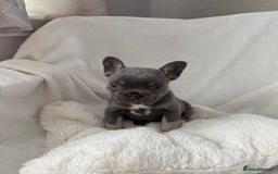 French Bulldog dogs for sale: Fluffy French bull dogs  - Image 6