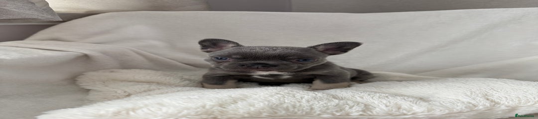 French Bulldog Puppy 3