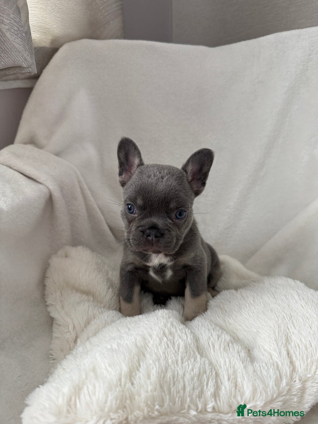 French Bulldog dogs for sale: Fluffy French bull dogs  - Image 6