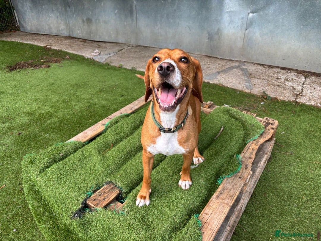 Mixed Breed dogs for sale: RESCUE YARA - POINTER CROSS - Image 3