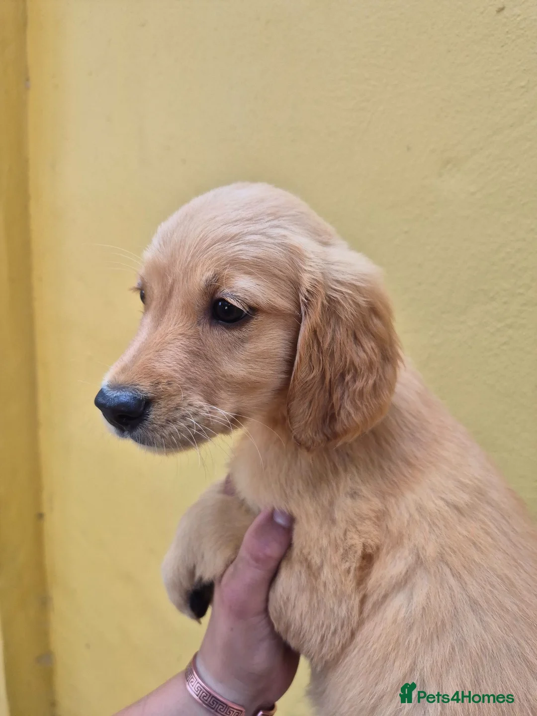 Golden Retriever dogs for sale: Unexpectedly readvertised - Advert 2
