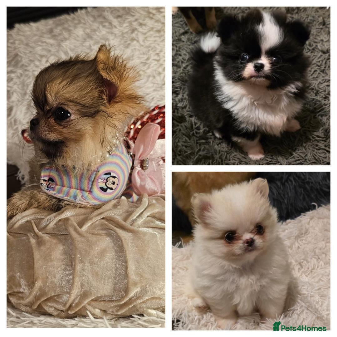 Pomchi dogs for sale: Xx Gorgeous pomchi puppies Xx - Advert 1