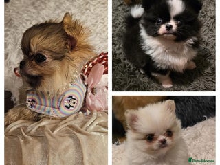 Pomchi dogs Xx Gorgeous pomchi puppies Xx - Advert 2