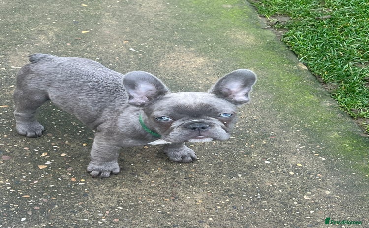 French Bulldog dogs - Advert 12