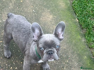 French Bulldog dogs - Advert 32