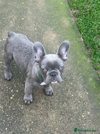 French Bulldog dogs - Advert 12