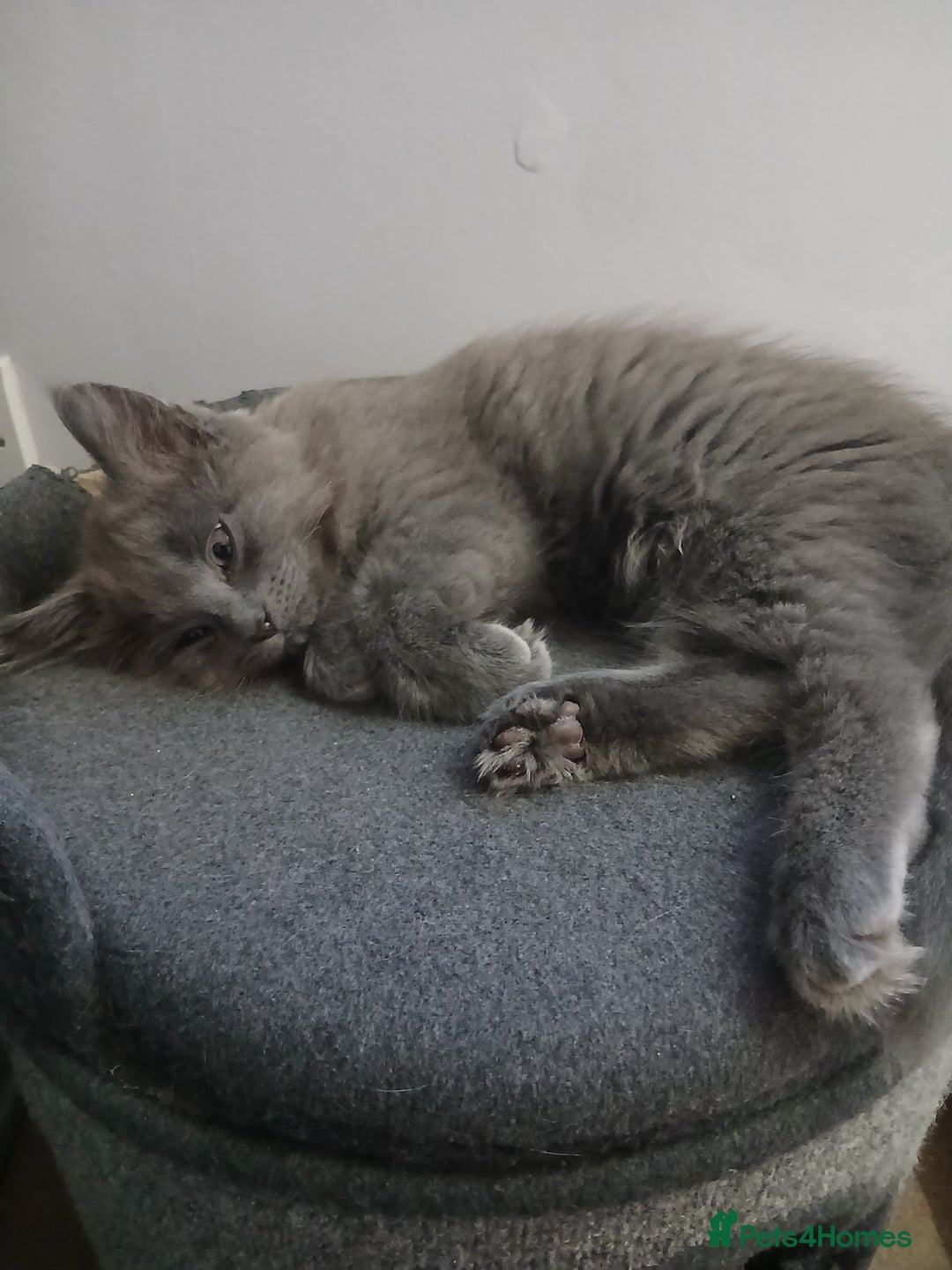 British Shorthair cats for sale: Gorgeous Short-hair British Blue - Image 7