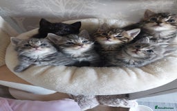 Mixed Breed cats for sale: Beautiful kittens 3x girl and 3x boy - Image 1