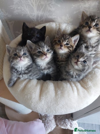 Mixed Breed cats - Advert 4