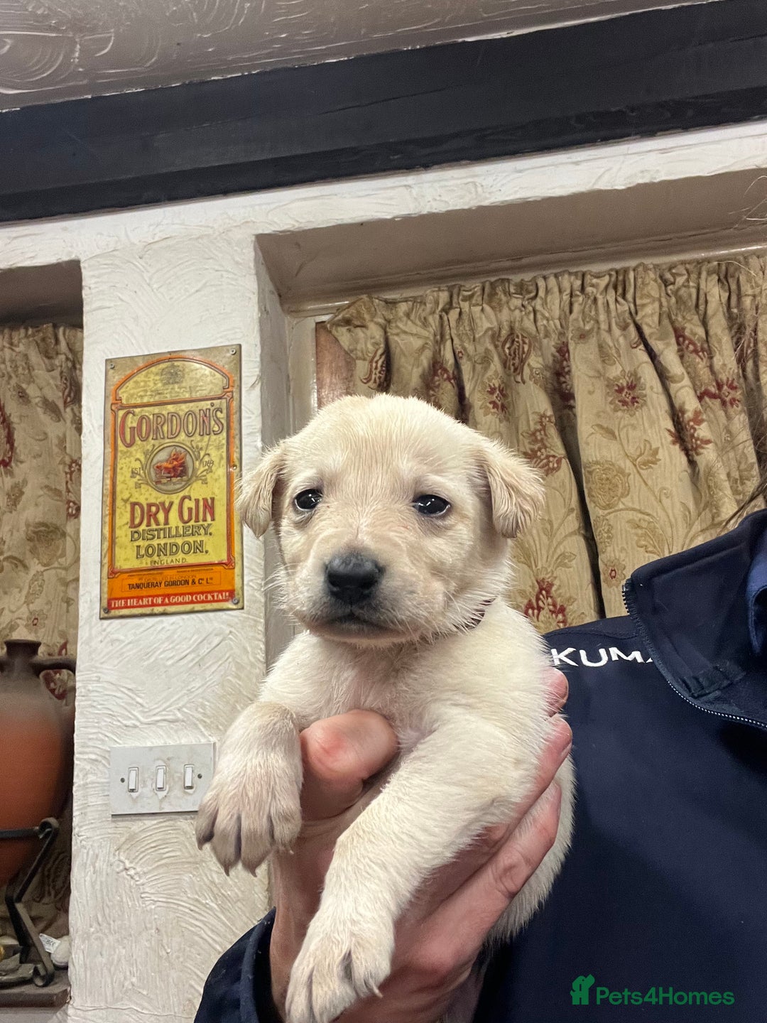 Labrador Retriever dogs for sale: Adorable Labrador puppies  - Advert 10