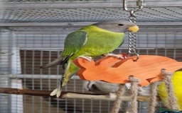 Parrots birds for sale: Stunning Birds/Parakeets/Parrots available  - Image 21