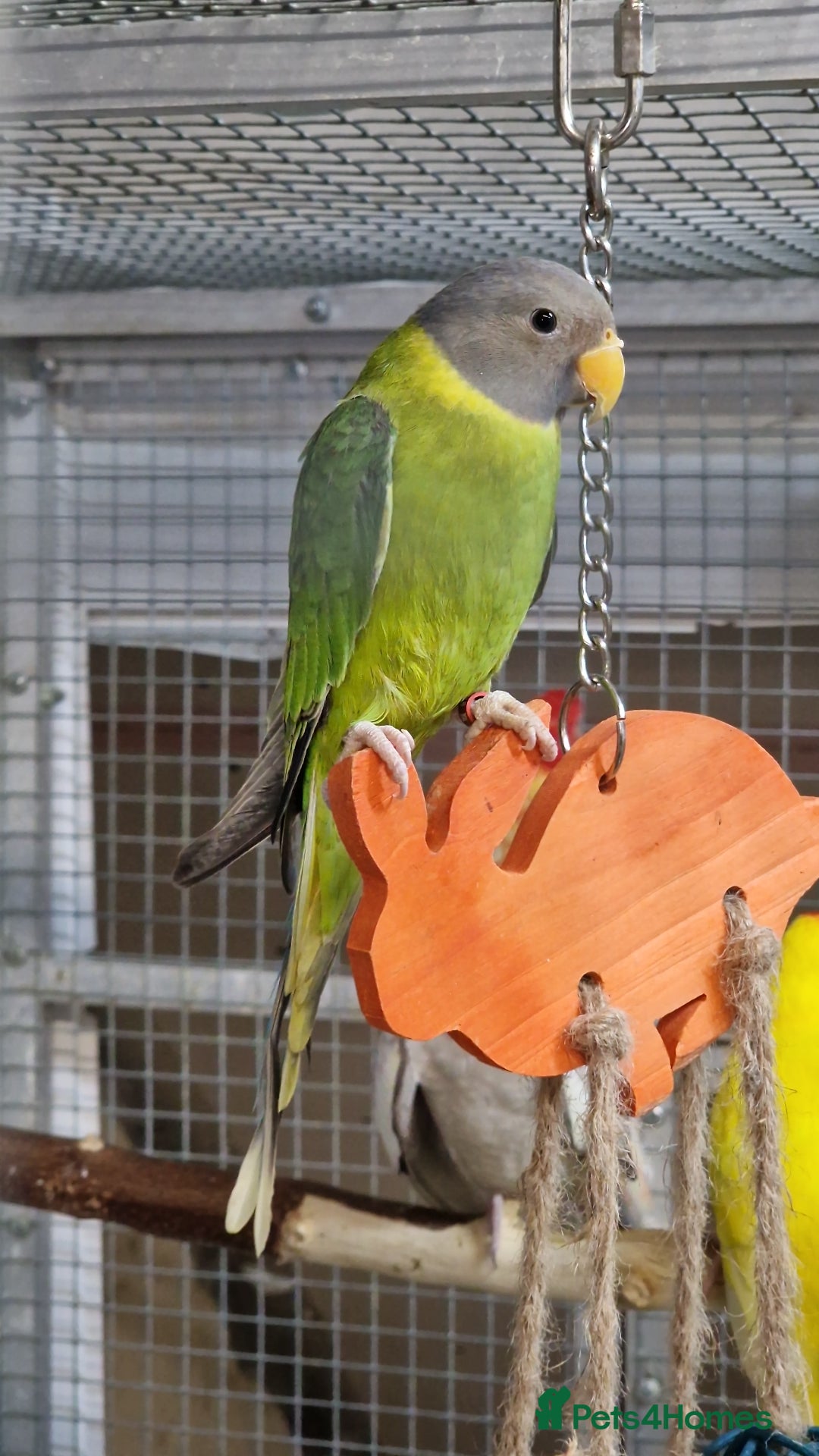 Parrots birds for sale: Stunning Birds/Parakeets/Parrots available  - Image 21
