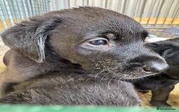Labrador Retriever dogs for sale: Black Pure bred kg reg Labrador for sale.  - Image 23