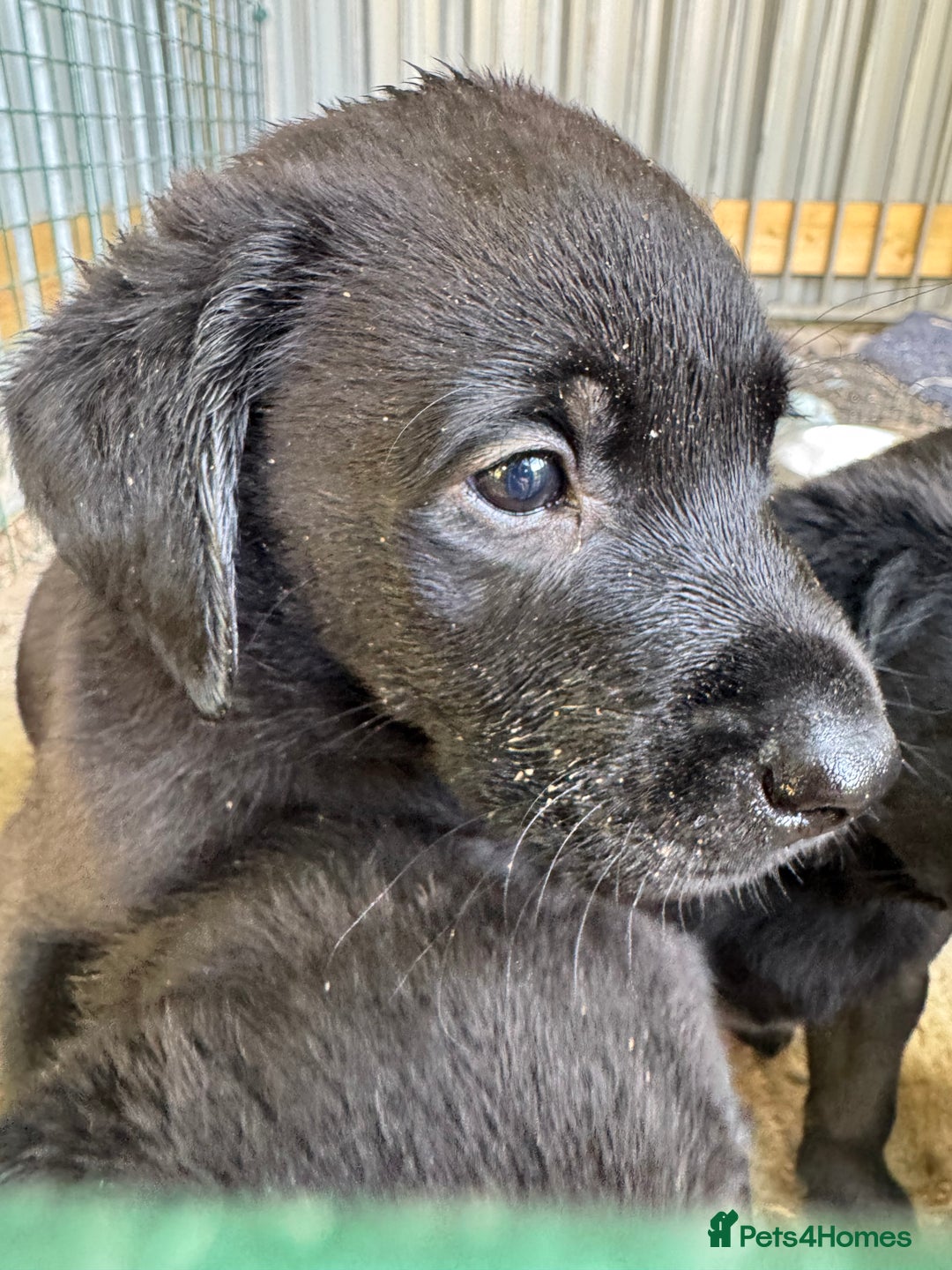 Labrador Retriever dogs for sale: Black Pure bred kg reg Labrador for sale.  - Image 23