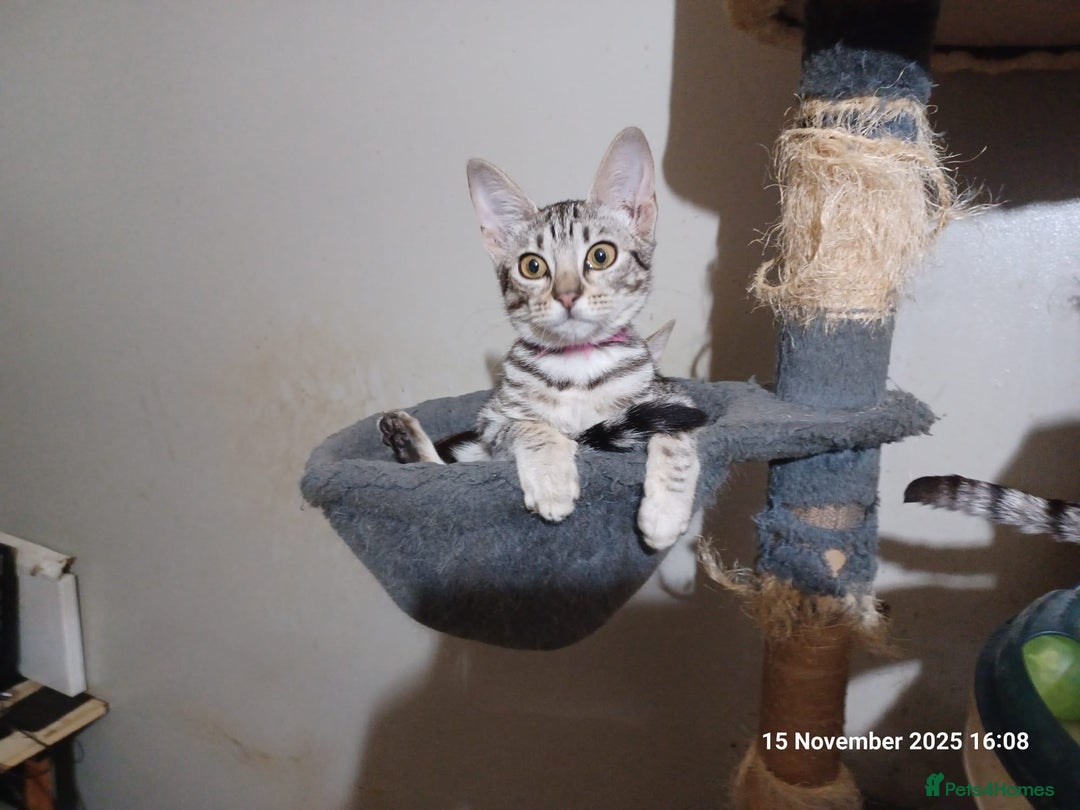 Ocicat cats for sale:  GCCF and FIFe registerd Ocicat Kittens - Advert 3