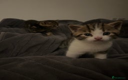 British Shorthair cats for sale: 4 Beautiful British Shorthair cross Kittens  - Image 5