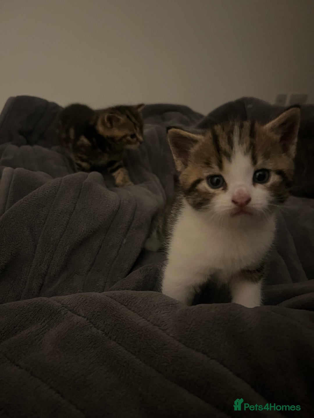 British Shorthair cats for sale: 4 Beautiful British Shorthair cross Kittens  - Image 5