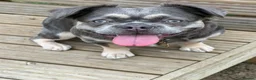 French Bulldog dogs for sale: French bulldog puppies  - Advert 3