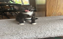 Mixed Breed cats for sale: Kittens  - Image 5