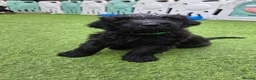 Russian Black Terrier dogs for sale: 🐾 RUSSIAN BLACK TERRIER PUPPIES 🐾 - Advert 5