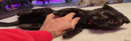 Scottish Fold cats for sale: Beautiful Scottish Fold,British & Munchkin Kittens - Advert 16