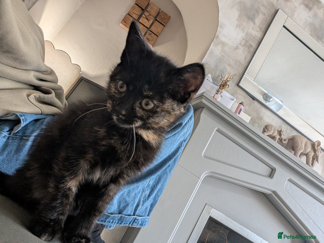 Mixed Breed cats for sale: One female - Advert 7